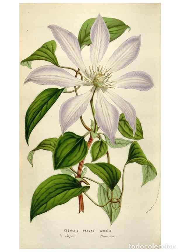 Collection Magazines and Newspapers: Reproducci&oacute;n/Reproduction 49584291732: Flore des serres et des jardins de l'Europe. A Gand :chez Lou