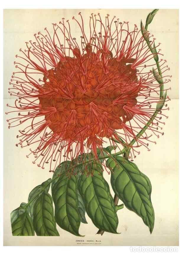 Collection Magazines and Newspapers: Reproducci&oacute;n/Reproduction 49583835216: Flore des serres et des jardins de l'Europe. A Gand :chez Lou