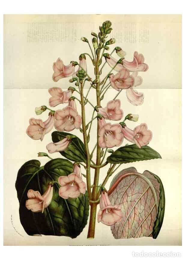 Collection Magazines and Newspapers: Reproducci&oacute;n/Reproduction 49584269092: Flore des serres et des jardins de l'Europe. A Gand :chez Lou