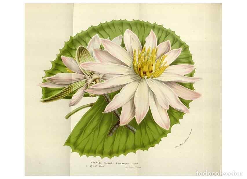 Collection Magazines and Newspapers: Reproducci&oacute;n/Reproduction 49584053411: Flore des serres et des jardins de l'Europe. A Gand :chez Lou