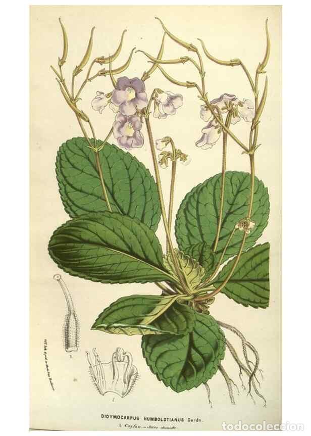 Collection Magazines and Newspapers: Reproducci&oacute;n/Reproduction 49583332358: Flore des serres et des jardins de l'Europe. A Gand :chez Lou