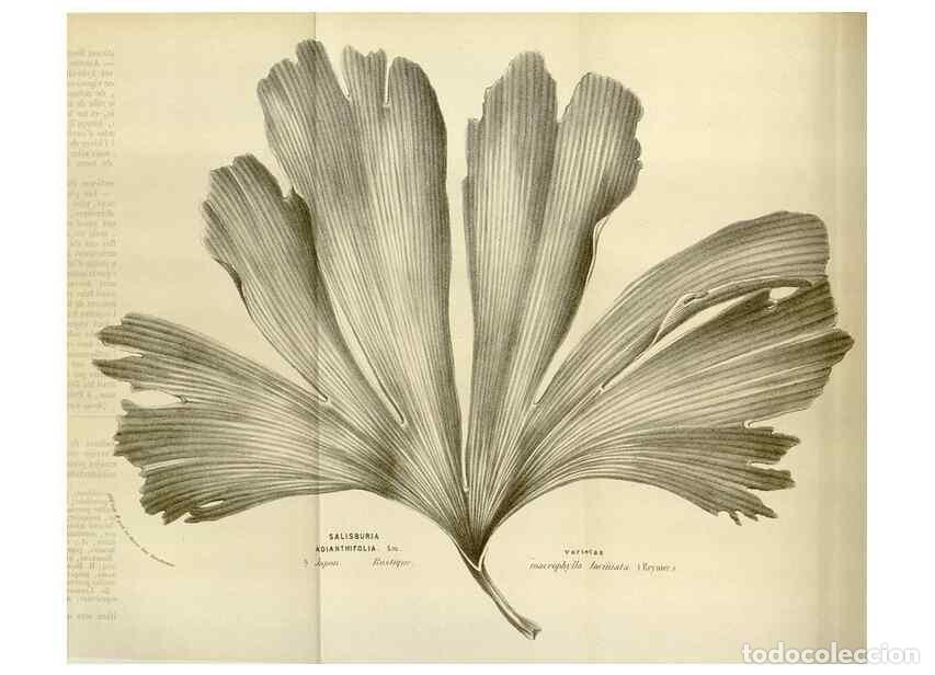 Collection Magazines and Newspapers: Reproducci&oacute;n/Reproduction 49584047926: Flore des serres et des jardins de l'Europe. A Gand :chez Lou