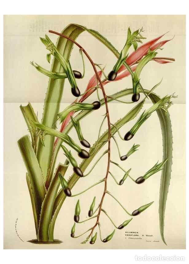 Collection Magazines and Newspapers: Reproducci&oacute;n/Reproduction 49583551593: Flore des serres et des jardins de l'Europe. A Gand :chez Lou