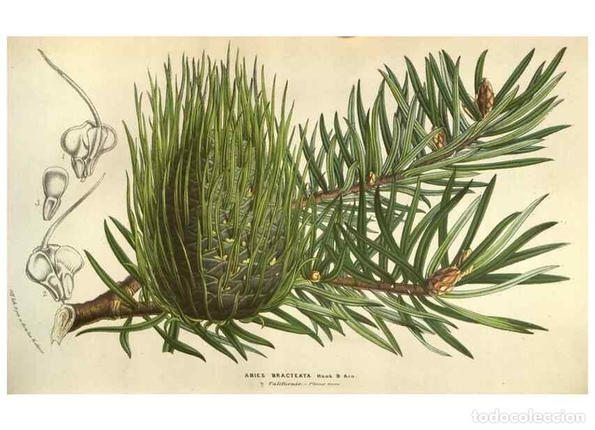 Colecionismo de Revistas e Jornais: Reproducci&oacute;n/Reproduction 49584059467: Flore des serres et des jardins de l'Europe. A Gand :chez Lou