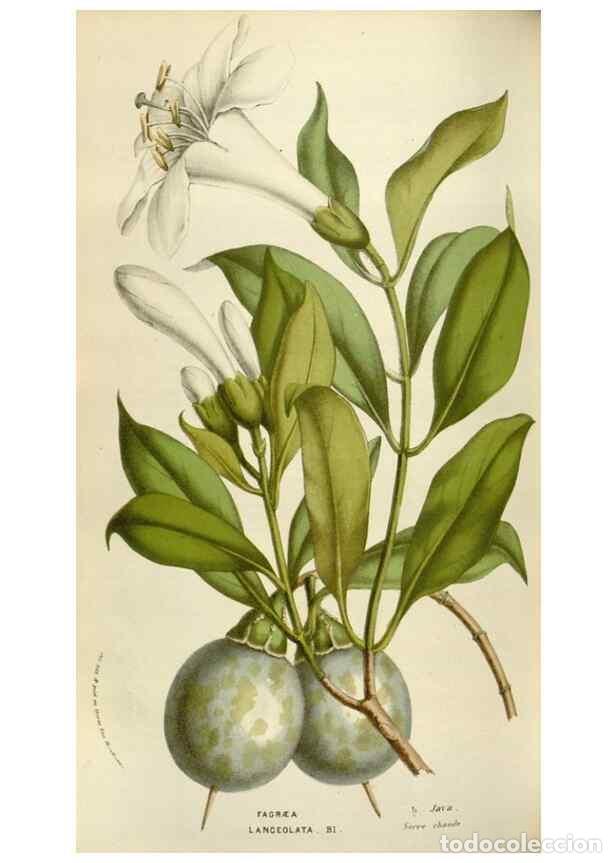 Colecionismo de Revistas e Jornais: Reproducci&oacute;n/Reproduction 49584051086: Flore des serres et des jardins de l'Europe. A Gand :chez Lou