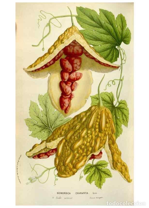 Colecionismo de Revistas e Jornais: Reproducci&oacute;n/Reproduction 49584057786: Flore des serres et des jardins de l'Europe. A Gand :chez Lou