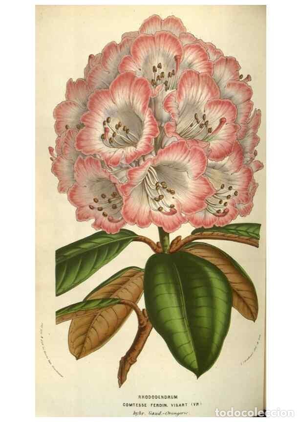 Colecionismo de Revistas e Jornais: Reproducci&oacute;n/Reproduction 49583836456: Flore des serres et des jardins de l'Europe. A Gand :chez Lou