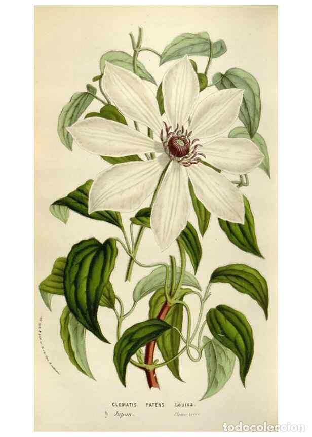 Sammeln von Zeitschriften und Zeitungen: Reproducci&oacute;n/Reproduction 49583561303: Flore des serres et des jardins de l'Europe. A Gand :chez Lou