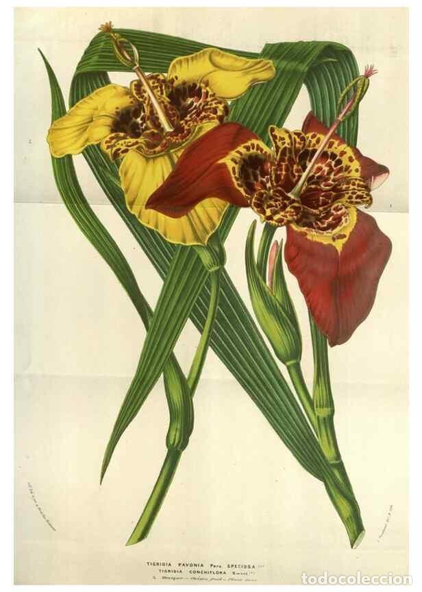 Sammeln von Zeitschriften und Zeitungen: Reproducci&oacute;n/Reproduction 49583829546: Flore des serres et des jardins de l'Europe. A Gand :chez Lou