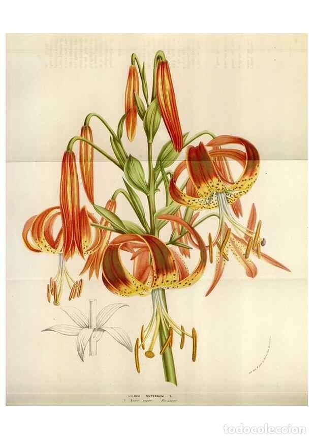 Sammeln von Zeitschriften und Zeitungen: Reproducci&oacute;n/Reproduction 49584280787: Flore des serres et des jardins de l'Europe. A Gand :chez Lou