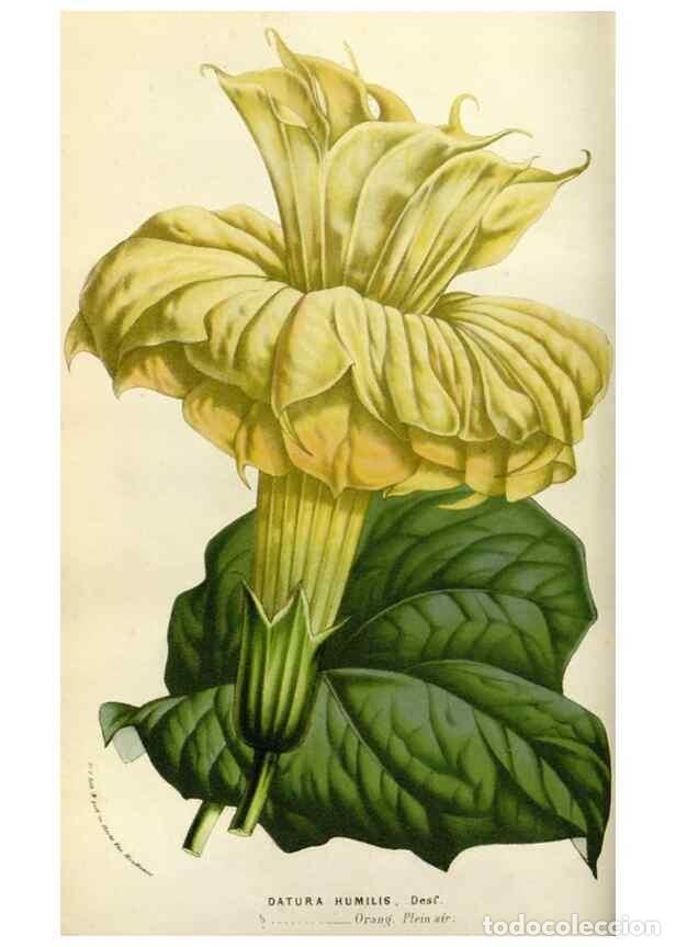 Sammeln von Zeitschriften und Zeitungen: Reproducci&oacute;n/Reproduction 49583531178: Flore des serres et des jardins de l'Europe. A Gand :chez Lou