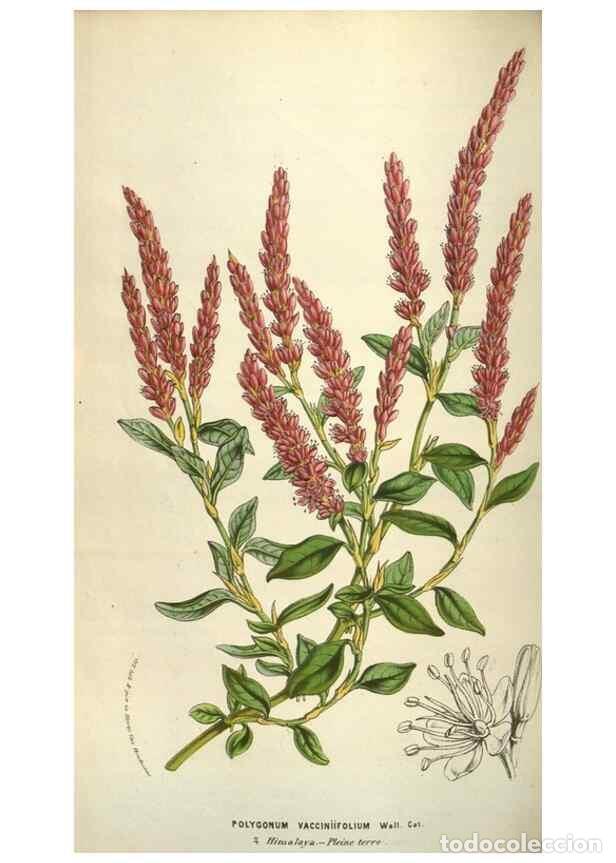 Sammeln von Zeitschriften und Zeitungen: Reproducci&oacute;n/Reproduction 49583833366: Flore des serres et des jardins de l'Europe. A Gand :chez Lou