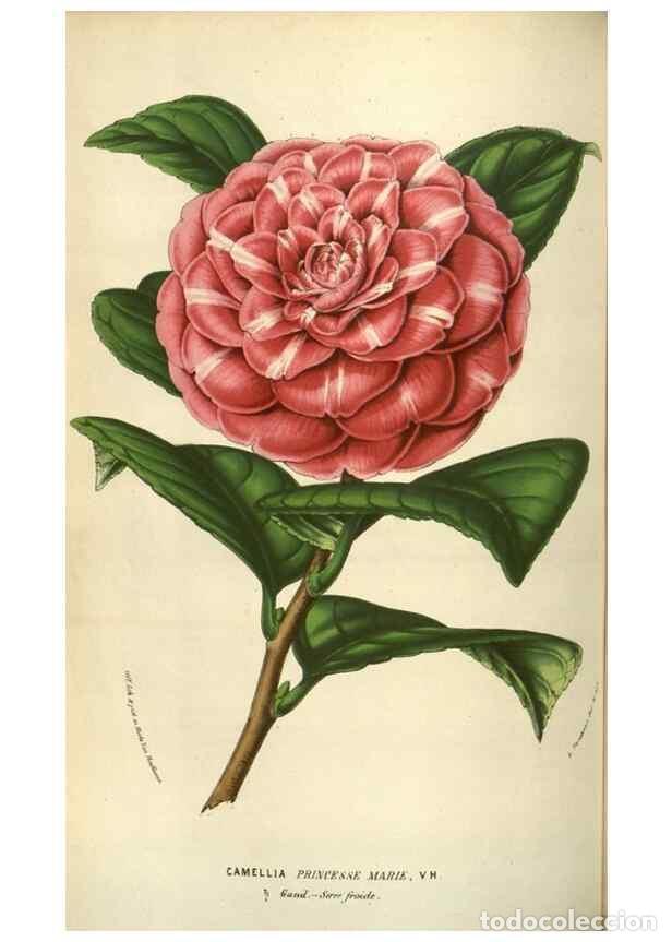 Sammeln von Zeitschriften und Zeitungen: Reproducci&oacute;n/Reproduction 49583834691: Flore des serres et des jardins de l'Europe. A Gand :chez Lou