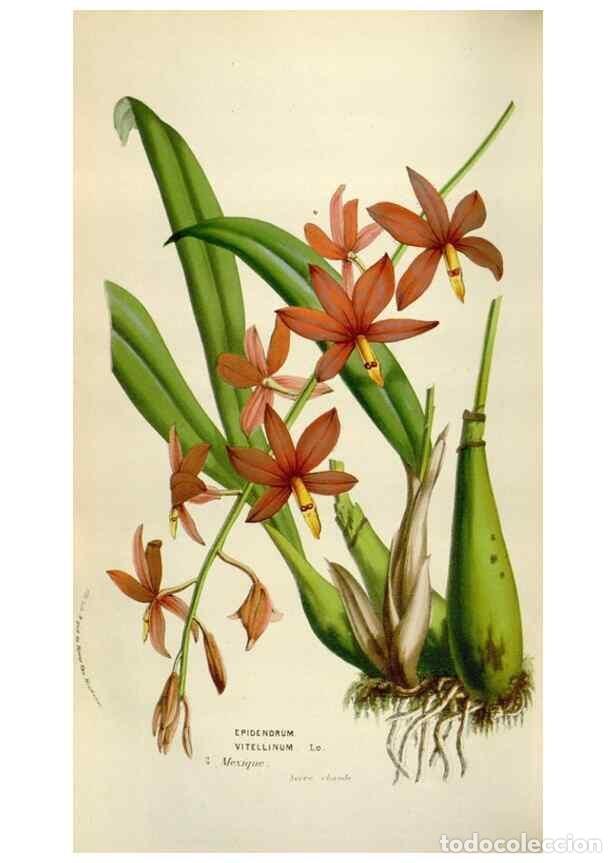 Sammeln von Zeitschriften und Zeitungen: Reproducci&oacute;n/Reproduction 49584283872: Flore des serres et des jardins de l'Europe. A Gand :chez Lou