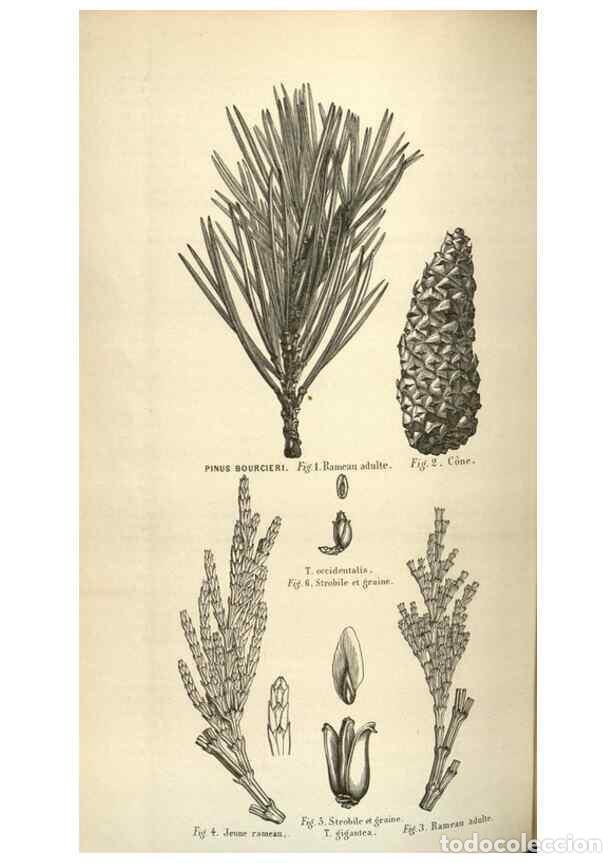 Sammeln von Zeitschriften und Zeitungen: Reproducci&oacute;n/Reproduction 49583836106: Flore des serres et des jardins de l'Europe. A Gand :chez Lou