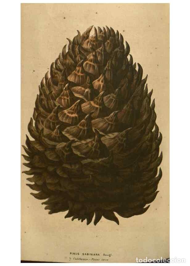 Sammeln von Zeitschriften und Zeitungen: Reproducci&oacute;n/Reproduction 49583890396: Flore des serres et des jardins de l'Europe. A Gand :chez Lou