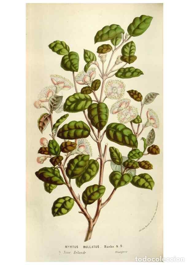 Sammeln von Zeitschriften und Zeitungen: Reproducci&oacute;n/Reproduction 49583555063: Flore des serres et des jardins de l'Europe. A Gand :chez Lou