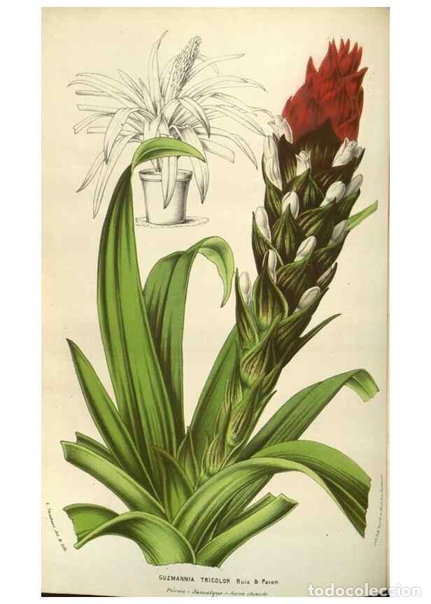 Sammeln von Zeitschriften und Zeitungen: Reproducci&oacute;n/Reproduction 49583832071: Flore des serres et des jardins de l'Europe. A Gand :chez Lou