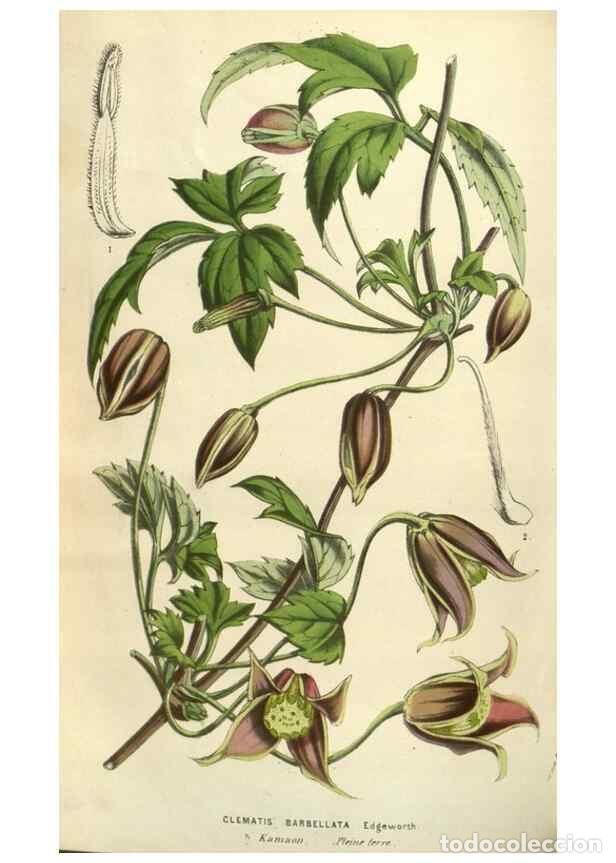 Sammeln von Zeitschriften und Zeitungen: Reproducci&oacute;n/Reproduction 49583887226: Flore des serres et des jardins de l'Europe. A Gand :chez Lou