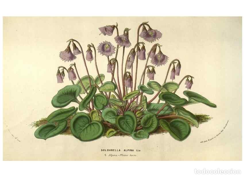 Colecionismo de Revistas e Jornais: Reproducci&oacute;n/Reproduction 49583838571: Flore des serres et des jardins de l'Europe. A Gand :chez Lou