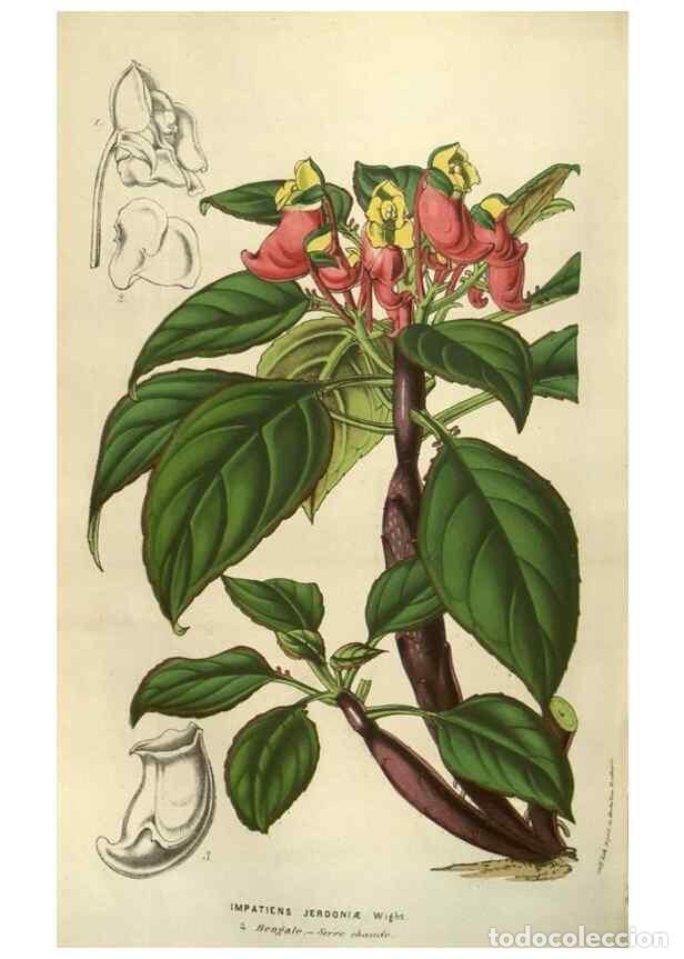 Colecionismo de Revistas e Jornais: Reproducci&oacute;n/Reproduction 49583828931: Flore des serres et des jardins de l'Europe. A Gand :chez Lou