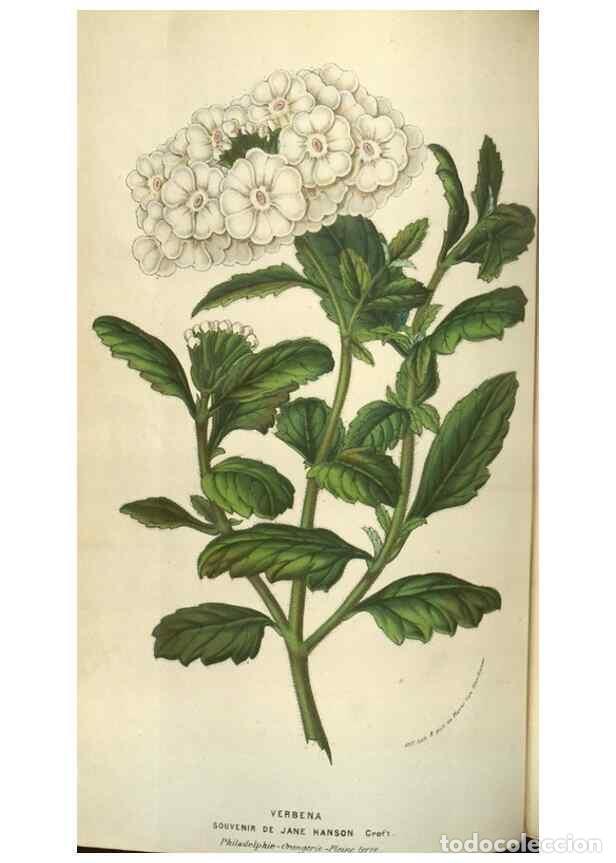 Colecionismo de Revistas e Jornais: Reproducci&oacute;n/Reproduction 49583834996: Flore des serres et des jardins de l'Europe. A Gand :chez Lou