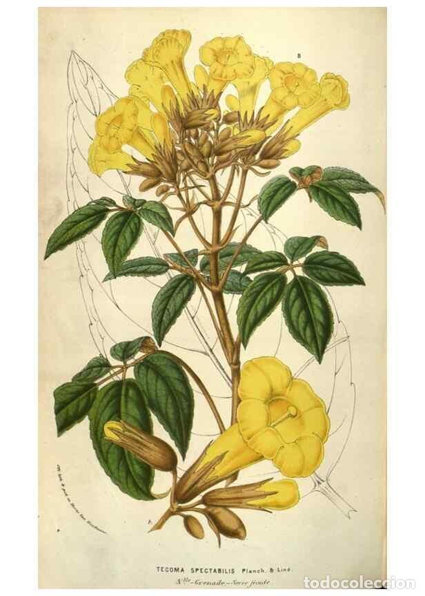 Colecionismo de Revistas e Jornais: Reproducci&oacute;n/Reproduction 49583340778: Flore des serres et des jardins de l'Europe. A Gand :chez Lou