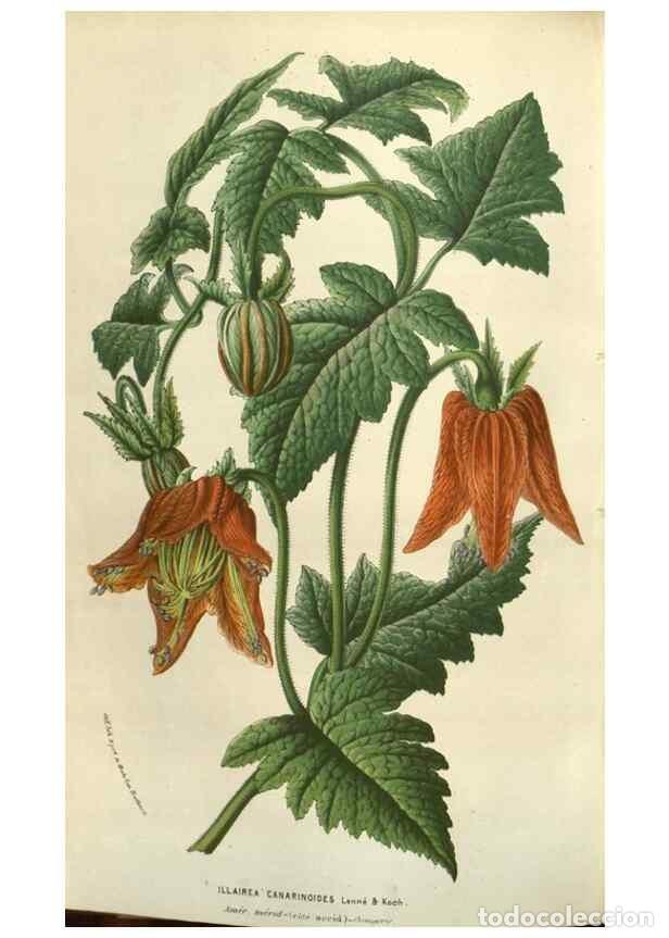 Colecionismo de Revistas e Jornais: Reproducci&oacute;n/Reproduction 49583830391: Flore des serres et des jardins de l'Europe. A Gand :chez Lou