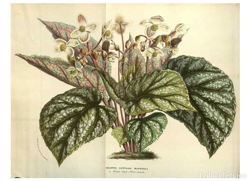 Colecionismo de Revistas e Jornais: Reproducci&oacute;n/Reproduction 49583342223: Flore des serres et des jardins de l'Europe. A Gand :chez Lou