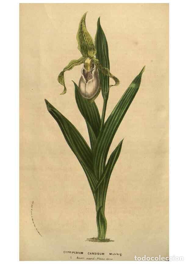 Colecionismo de Revistas e Jornais: Reproducci&oacute;n/Reproduction 49583889751: Flore des serres et des jardins de l'Europe. A Gand :chez Lou