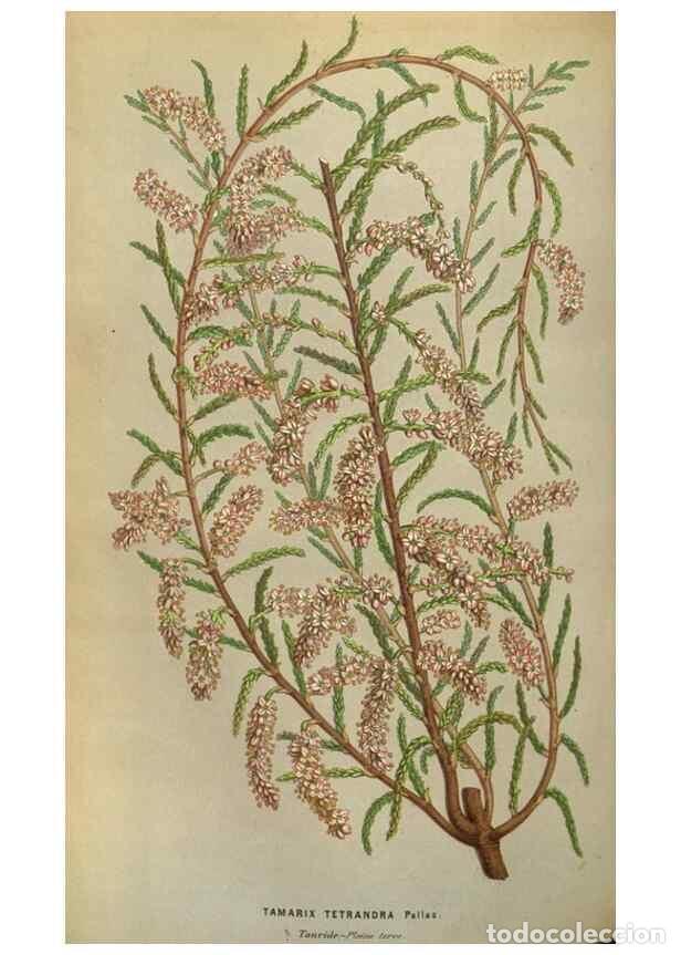 Colecionismo de Revistas e Jornais: Reproducci&oacute;n/Reproduction 49583826141: Flore des serres et des jardins de l'Europe. A Gand :chez Lou