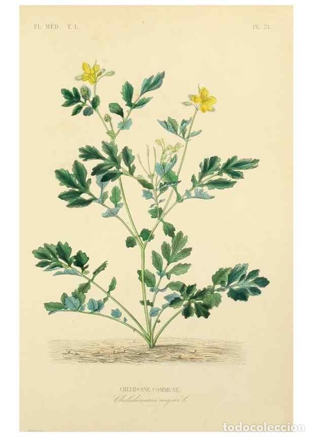 Colecionismo de Revistas e Jornais: Reproducci&oacute;n/Reproduction 49583518956: Le R&egrave;gne v&eacute;g&eacute;tal;. Paris,L. Gu&eacute;rin,1870-72.. - R&eacute;veil, O.