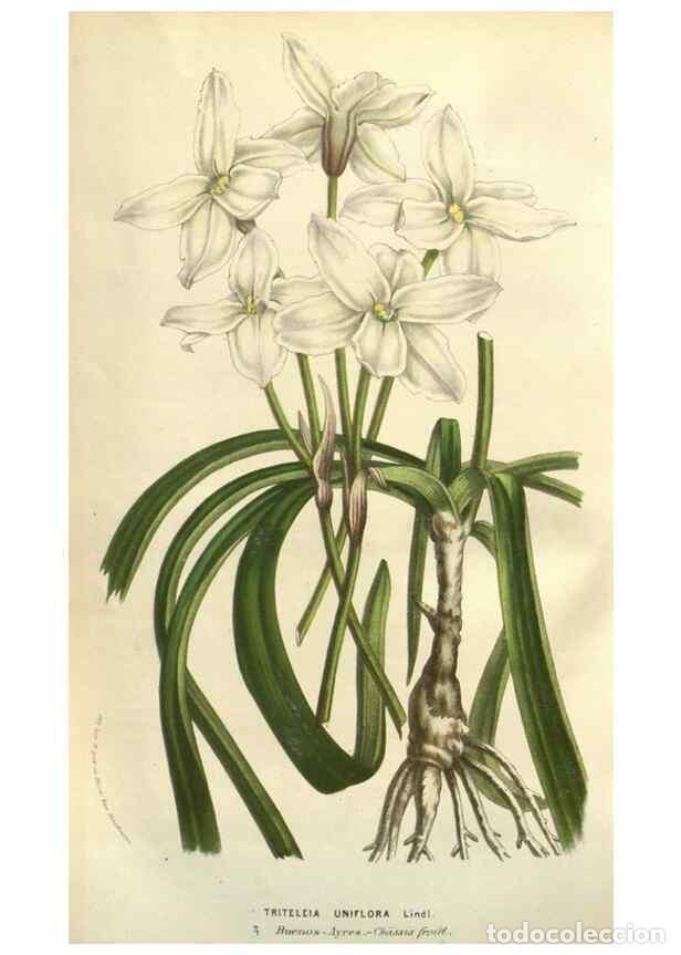 Colecionismo de Revistas e Jornais: Reproducci&oacute;n/Reproduction 49583394478: Flore des serres et des jardins de l'Europe. A Gand :chez Lou