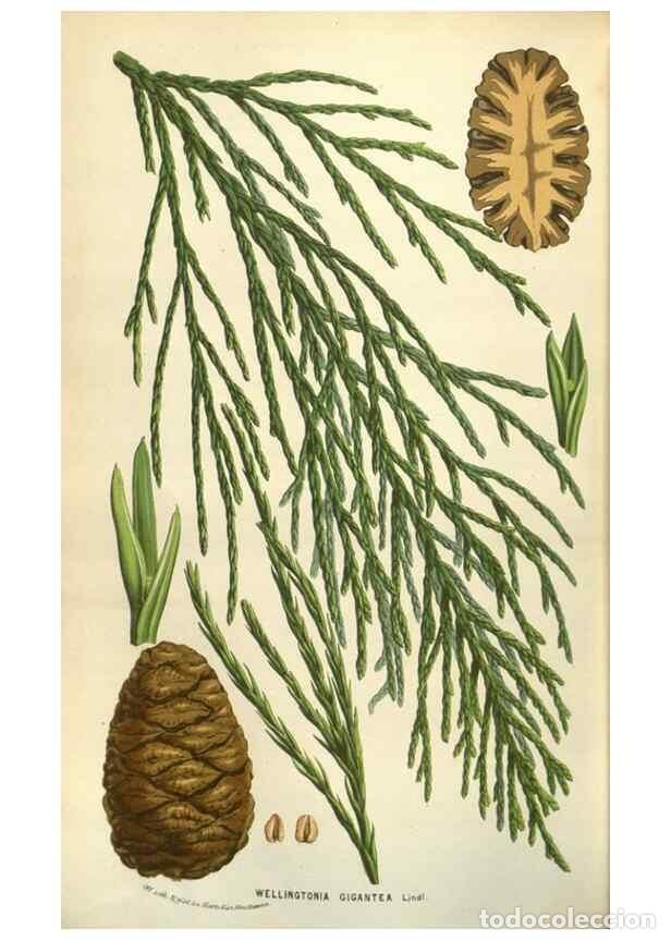 Colecionismo de Revistas e Jornais: Reproducci&oacute;n/Reproduction 49583328688: Flore des serres et des jardins de l'Europe. A Gand :chez Lou