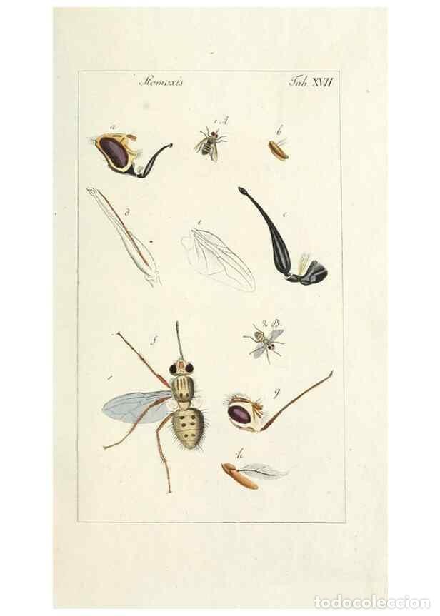 Colecionismo de Revistas e Jornais: Reproducci&oacute;n/Reproduction 49580384797: Genres des mouches dipt&egrave;res repr&eacute;sent&eacute;s en XLII. planches pro