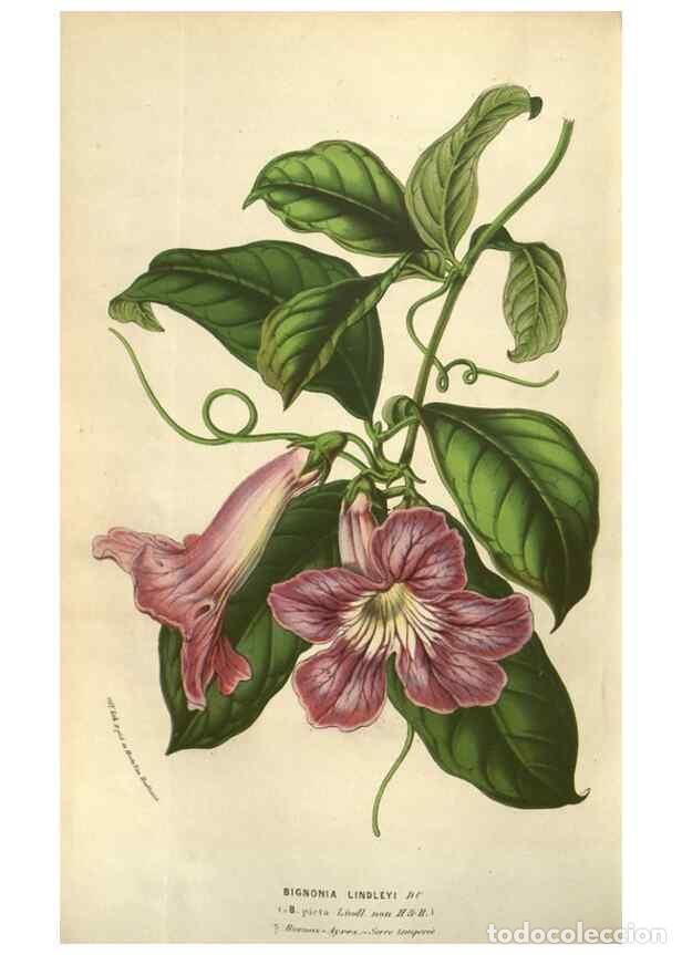 Colecionismo de Revistas e Jornais: Reproducci&oacute;n/Reproduction 49583829276: Flore des serres et des jardins de l'Europe. A Gand :chez Lou