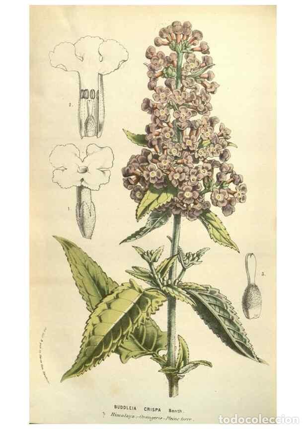 Colecionismo de Revistas e Jornais: Reproducci&oacute;n/Reproduction 49584121722: Flore des serres et des jardins de l'Europe. A Gand :chez Lou