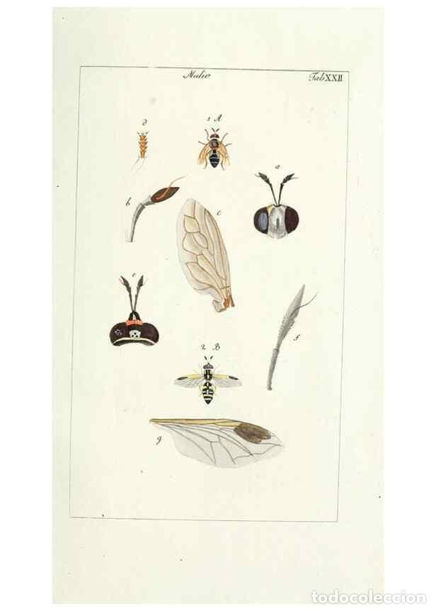 Colecionismo de Revistas e Jornais: Reproducci&oacute;n/Reproduction 49580386532: Genres des mouches dipt&egrave;res repr&eacute;sent&eacute;s en XLII. planches pro