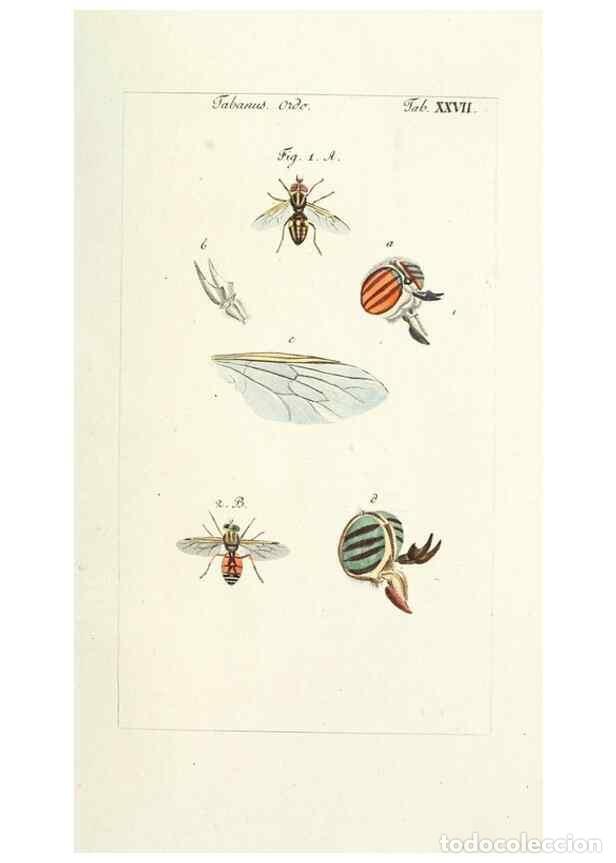 Colecionismo de Revistas e Jornais: Reproducci&oacute;n/Reproduction 49580388617: Genres des mouches dipt&egrave;res repr&eacute;sent&eacute;s en XLII. planches pro