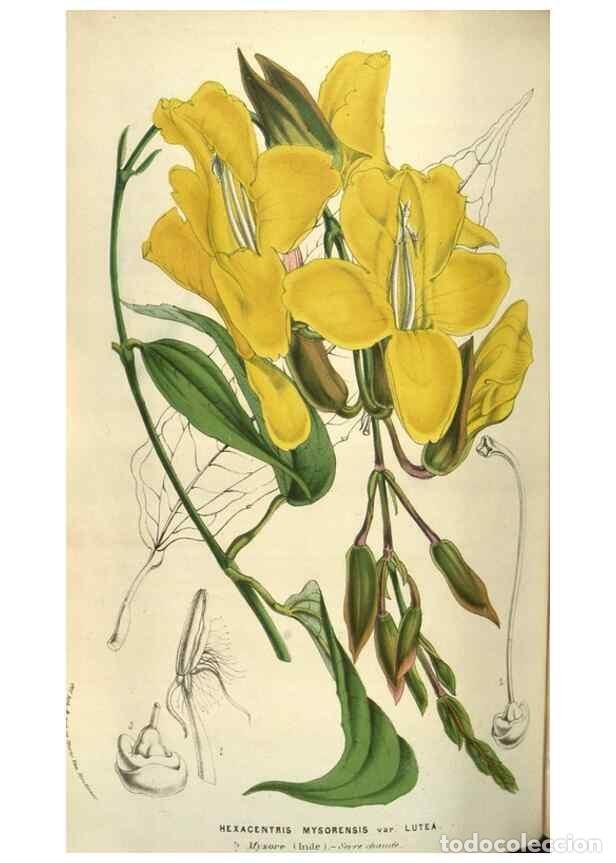 Colecionismo de Revistas e Jornais: Reproducci&oacute;n/Reproduction 49583338853: Flore des serres et des jardins de l'Europe. A Gand :chez Lou