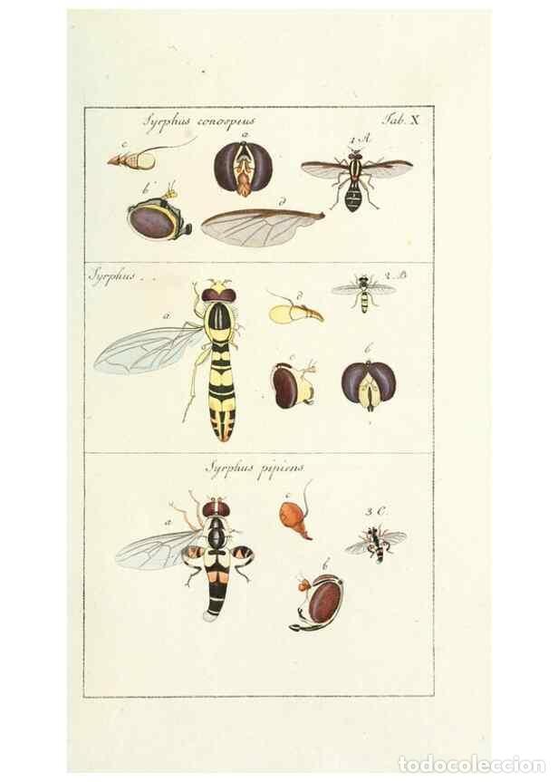 Colecionismo de Revistas e Jornais: Reproducci&oacute;n/Reproduction 49579654608: Genres des mouches dipt&egrave;res repr&eacute;sent&eacute;s en XLII. planches pro