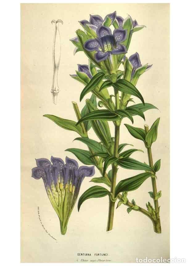 Colecionismo de Revistas e Jornais: Reproducci&oacute;n/Reproduction 49584072957: Flore des serres et des jardins de l'Europe. A Gand :chez Lou