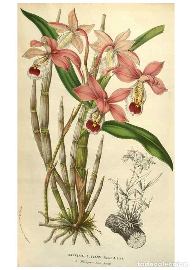 Colecionismo de Revistas e Jornais: Reproducci&oacute;n/Reproduction 49584122267: Flore des serres et des jardins de l'Europe. A Gand :chez Lou