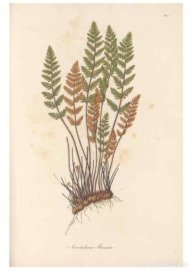 Colecionismo de Revistas e Jornais: Reproducci&oacute;n/Reproduction 49579605983: Flora Graeca, sive, Plantarum rariorum historia, quas in prov