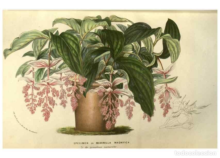 Colecionismo de Revistas e Jornais: Reproducci&oacute;n/Reproduction 49584125722: Flore des serres et des jardins de l'Europe. A Gand :chez Lou