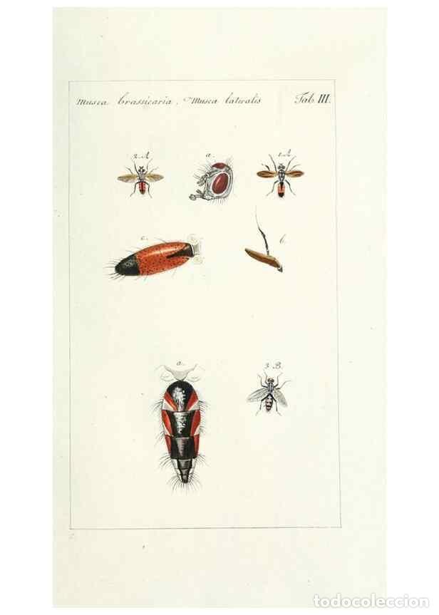 Colecionismo de Revistas e Jornais: Reproducci&oacute;n/Reproduction 49580379277: Genres des mouches dipt&egrave;res repr&eacute;sent&eacute;s en XLII. planches pro