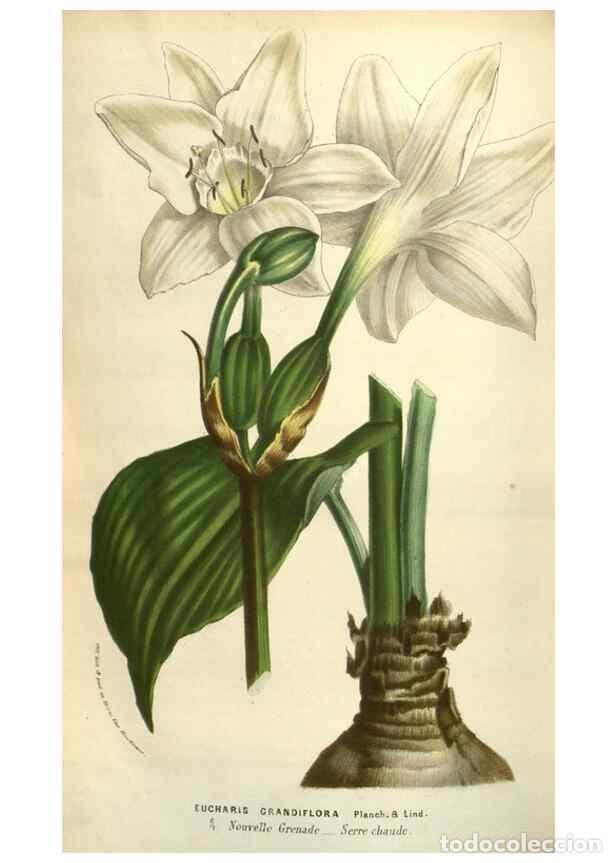 Colecionismo de Revistas e Jornais: Reproducci&oacute;n/Reproduction 49583390258: Flore des serres et des jardins de l'Europe. A Gand :chez Lou