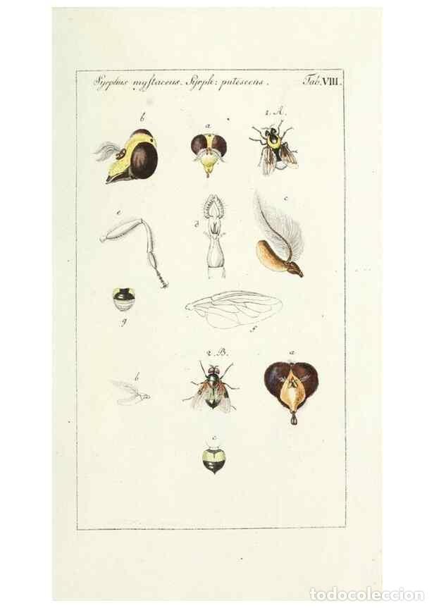 Colecionismo de Revistas e Jornais: Reproducci&oacute;n/Reproduction 49580153296: Genres des mouches dipt&egrave;res repr&eacute;sent&eacute;s en XLII. planches pro