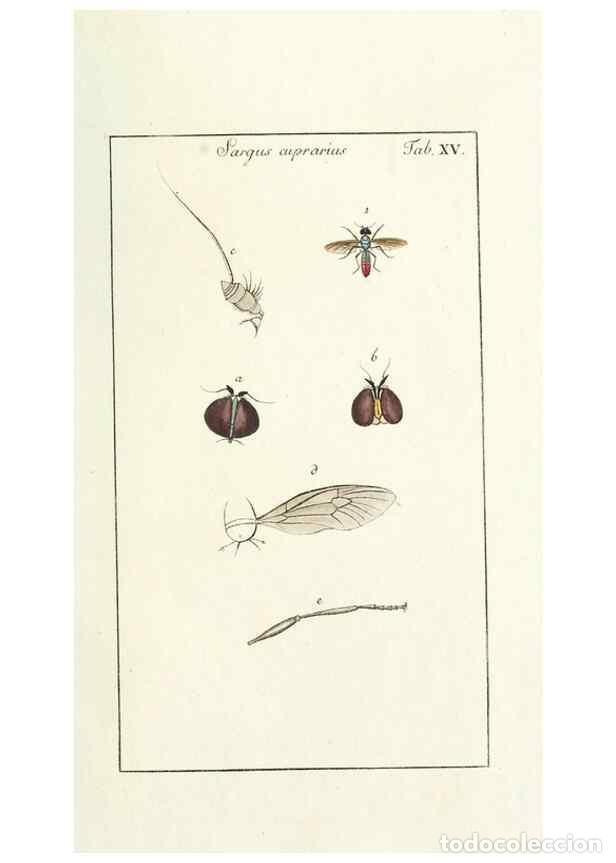 Colecionismo de Revistas e Jornais: Reproducci&oacute;n/Reproduction 49580384057: Genres des mouches dipt&egrave;res repr&eacute;sent&eacute;s en XLII. planches pro
