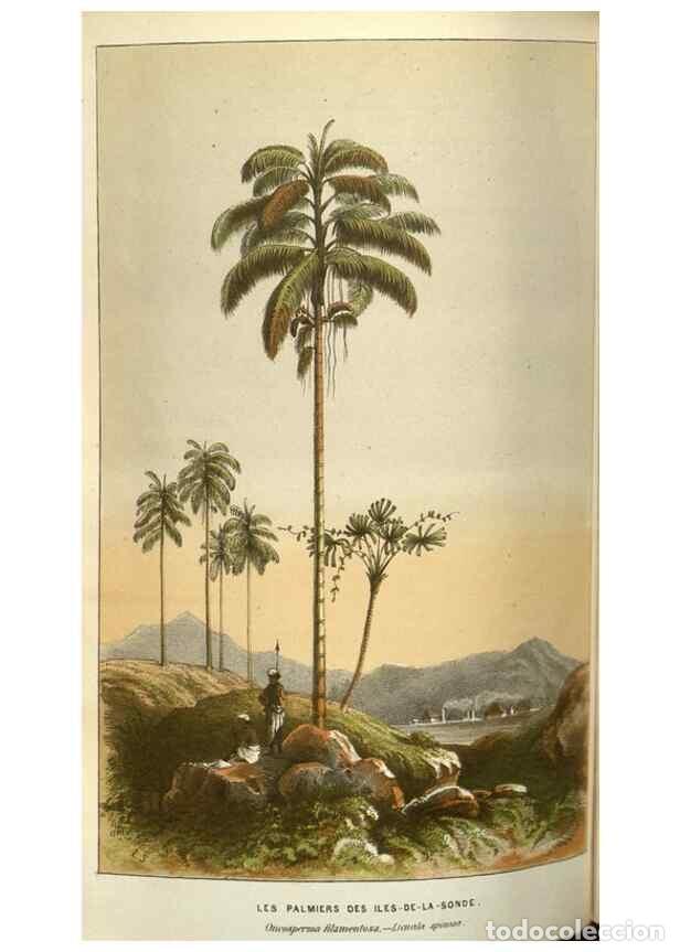 Colecionismo de Revistas e Jornais: Reproducci&oacute;n/Reproduction 49583339273: Flore des serres et des jardins de l'Europe. A Gand :chez Lou